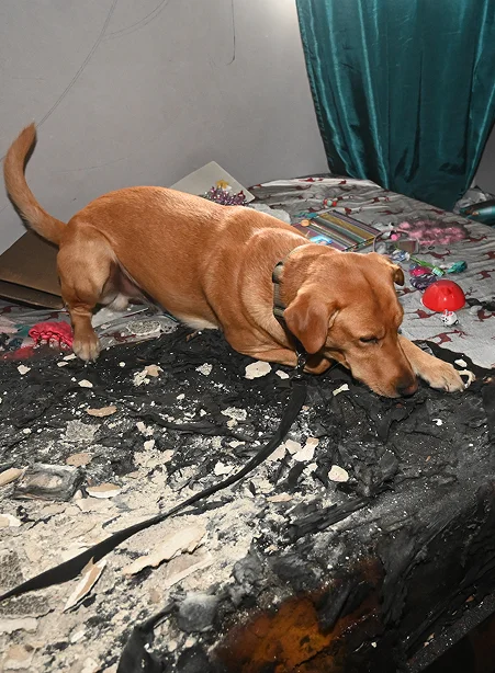 Advanced In-House Laboratory Capabilities